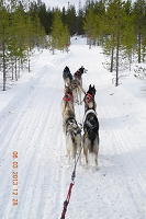 Huskies Erleben